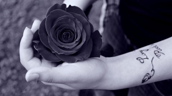 Hoa hồng đen được nhiều shop hoa trưng bày bán trên thị trường